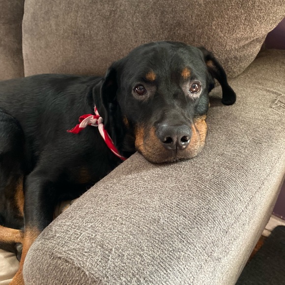 Meet your Posher, Carolyn - Picture 3 of 7